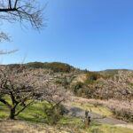 春の神山案内・1万6000本の花が咲く「梅の里・阿川」