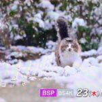 【あの看板猫】NHK岩合光昭の世界ネコ歩きに登場！