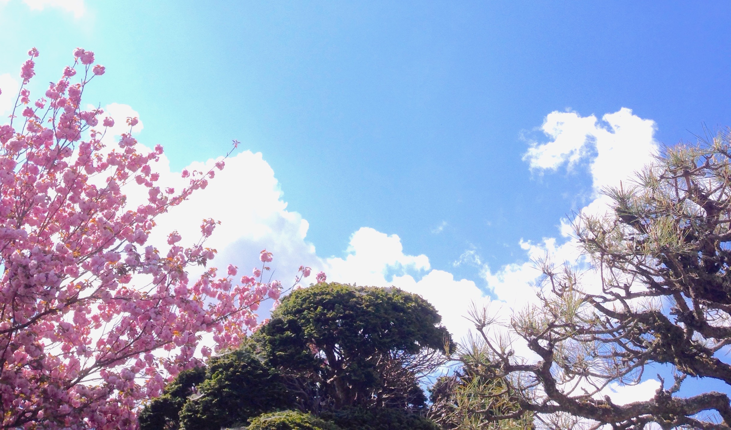 全国的にも珍しい しだれ桜の町 神山案内 神山しずくプロジェクト