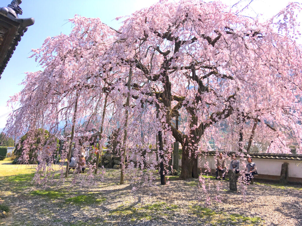 全国的にも珍しい しだれ桜の町 神山案内 神山しずくプロジェクト