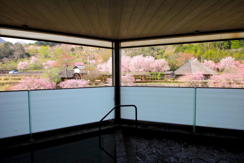 露天風呂から眺める満開の桜