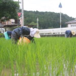 【しずく農園だより】無農薬米作りに初挑戦！