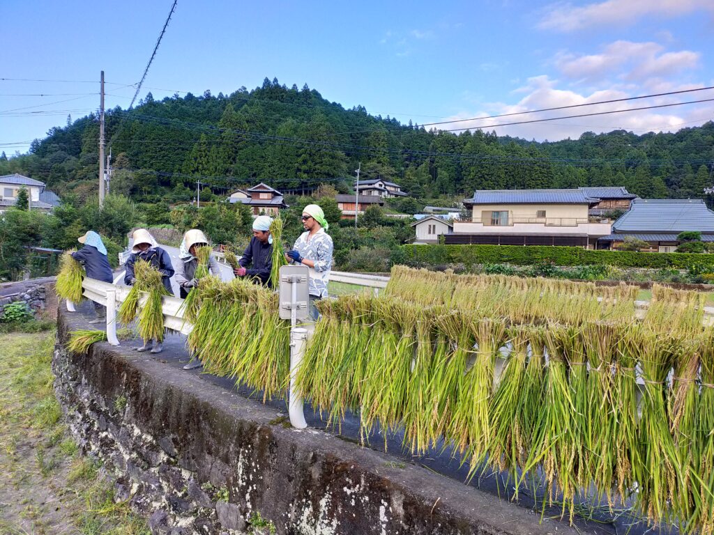 スタッフ揃って無農薬米を収穫し天日干しする様子