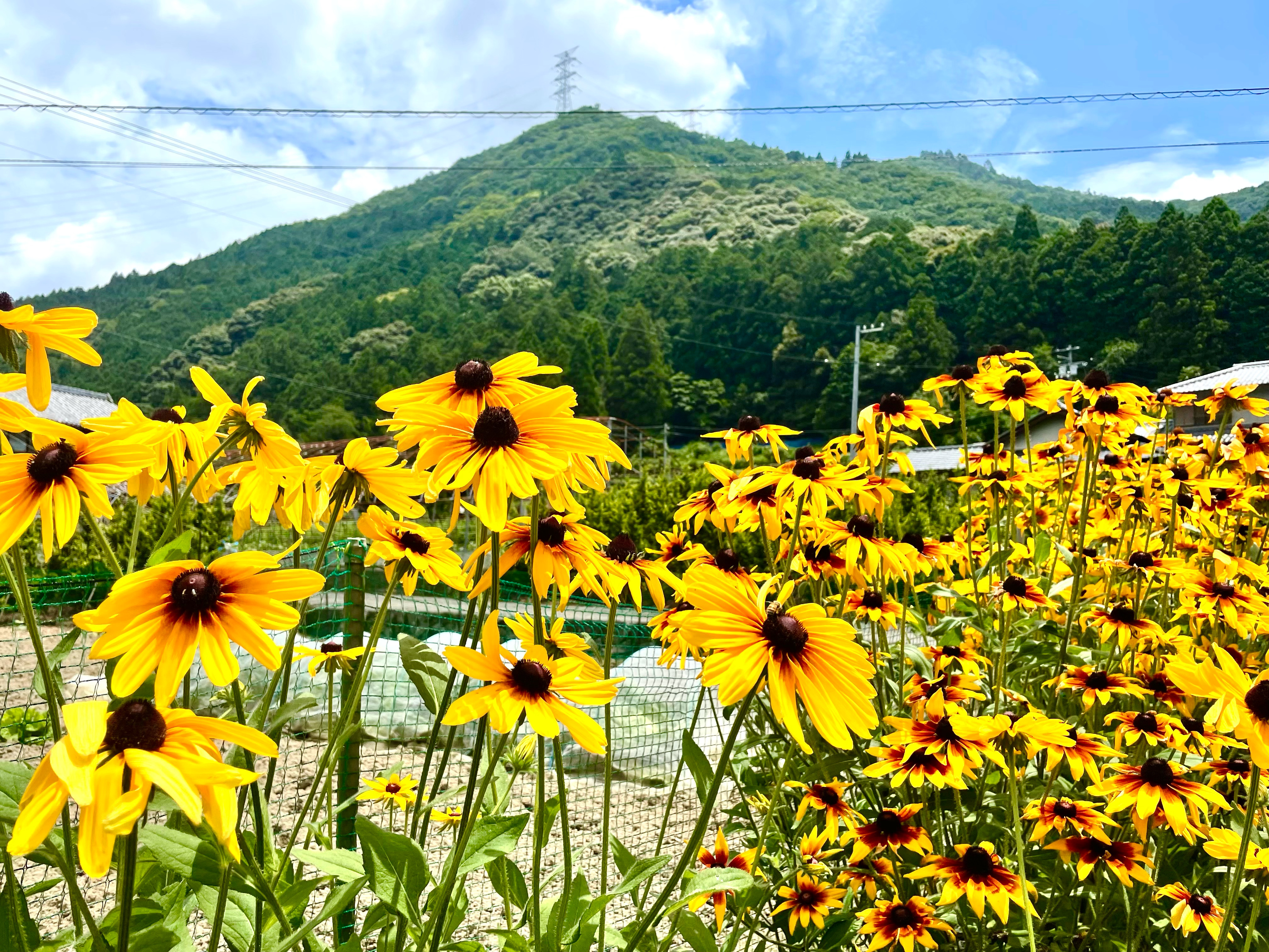 長い休みはどう過ごす 田舎暮らしの休日 神山しずくプロジェクト