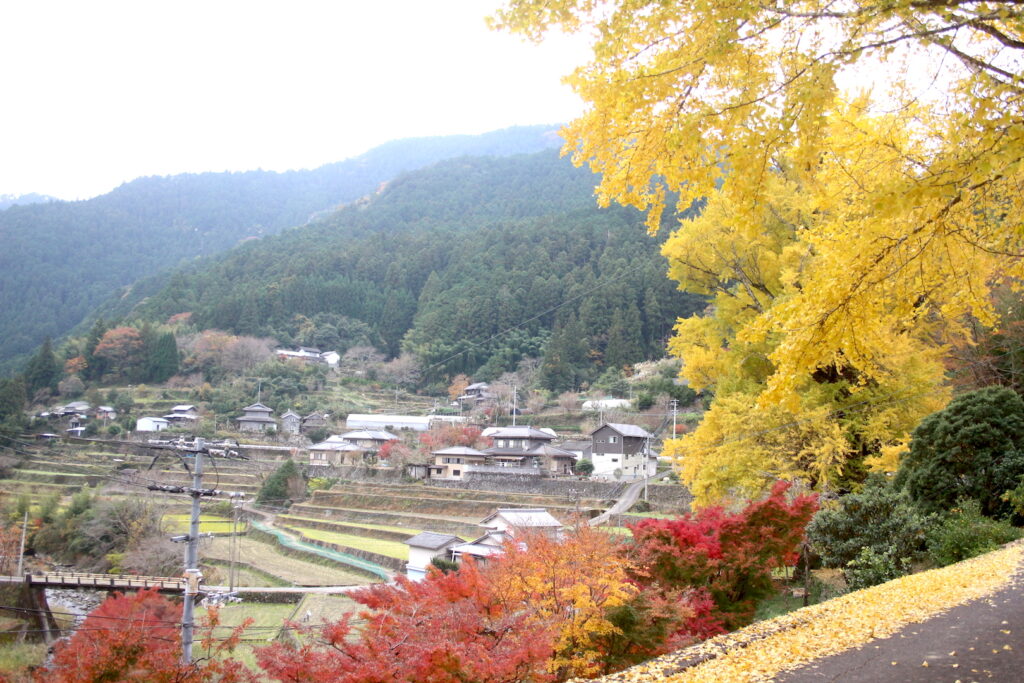 銀杏と紅葉が色づく棚田の風景