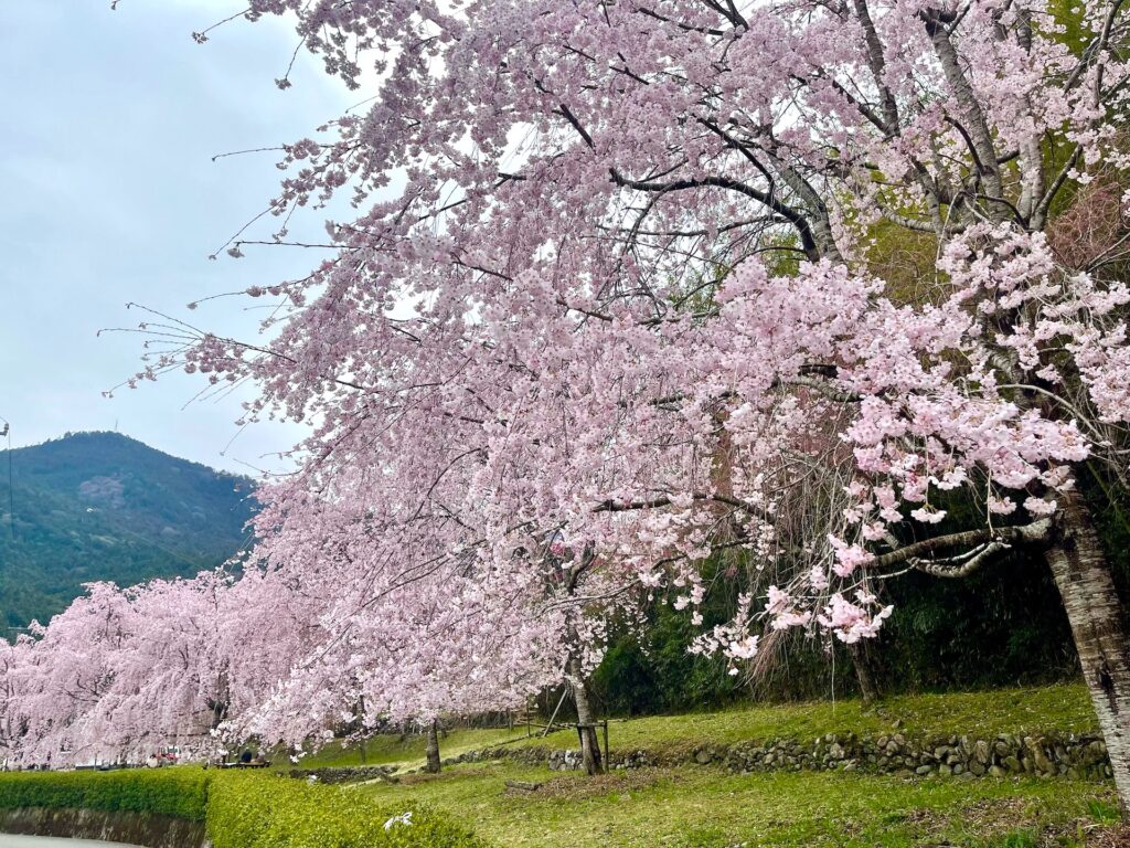 神山しだれ桜並木