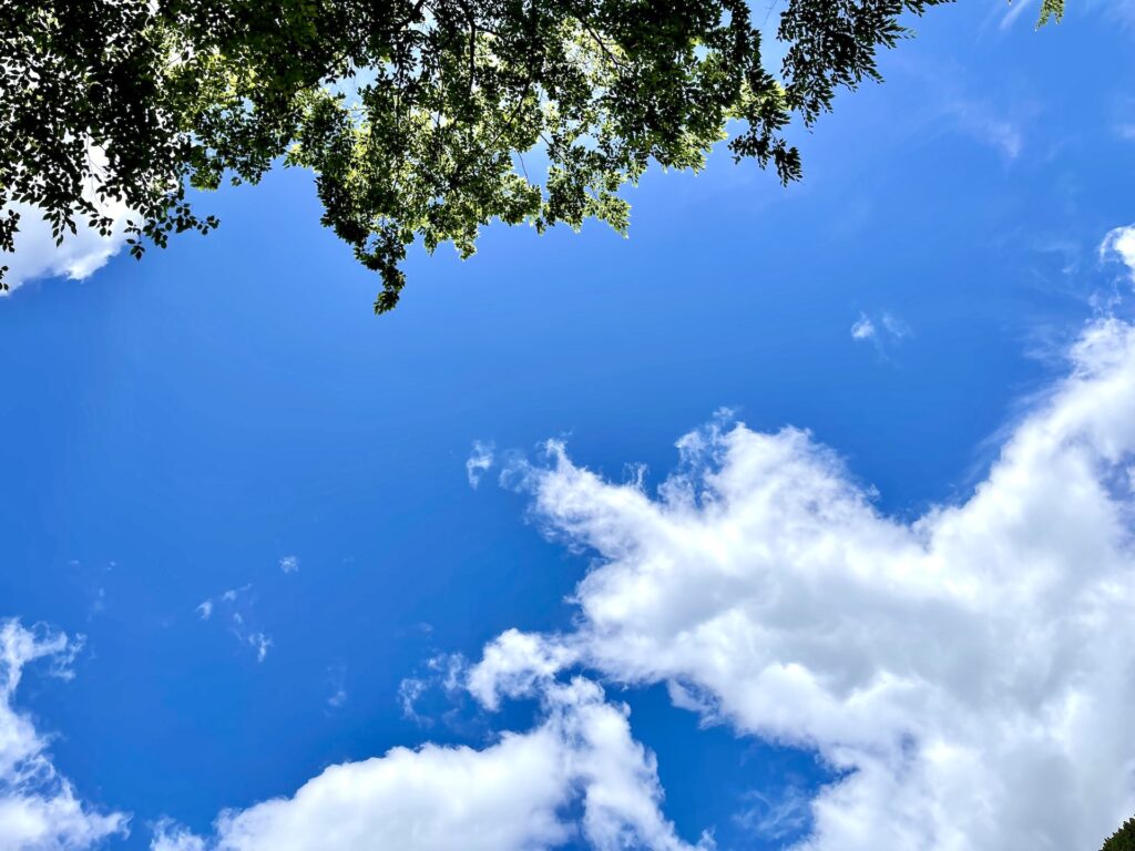 木の影と夏の空と雲