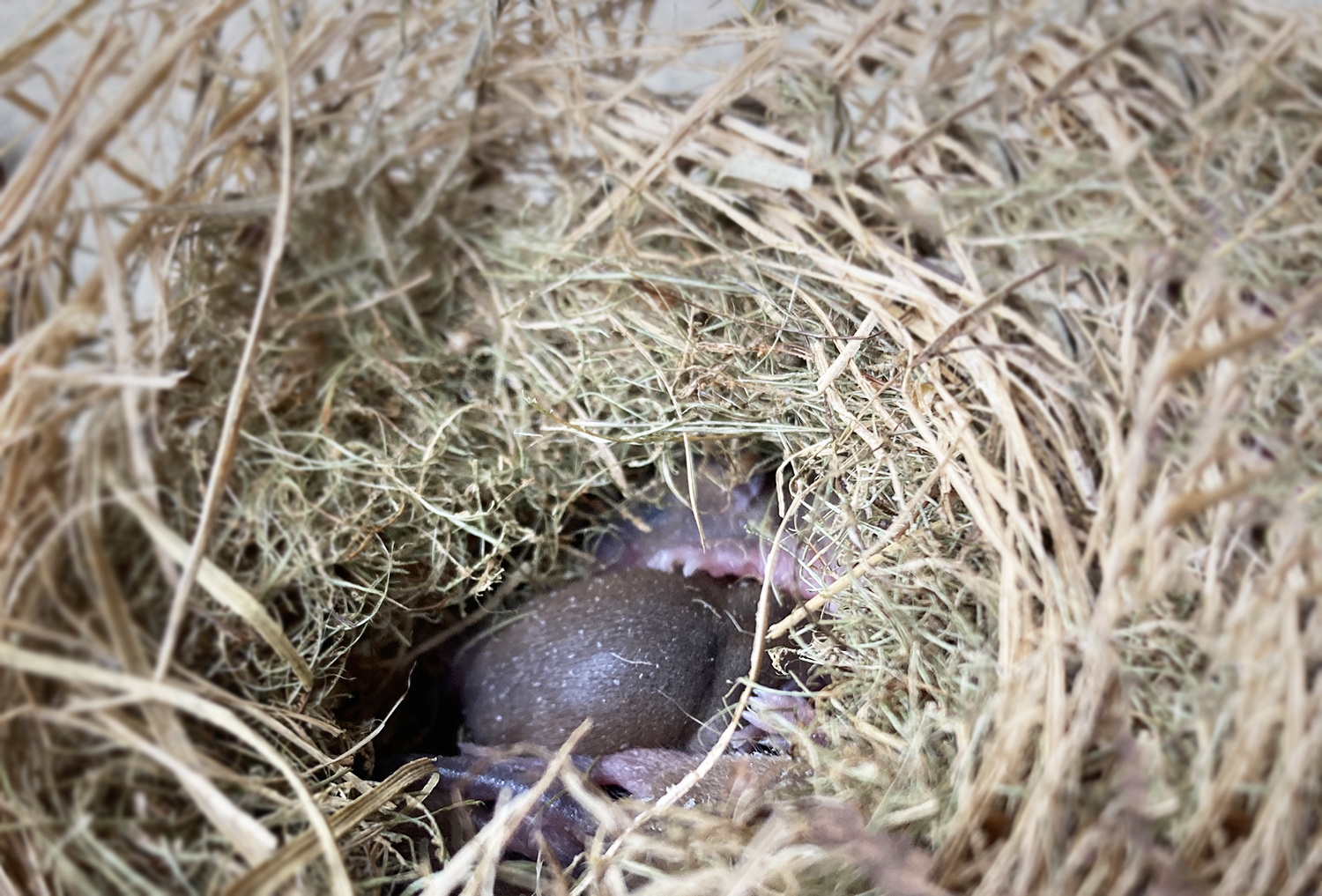 しずくの田んぼで見つけたカヤネズミの巣と赤ちゃん