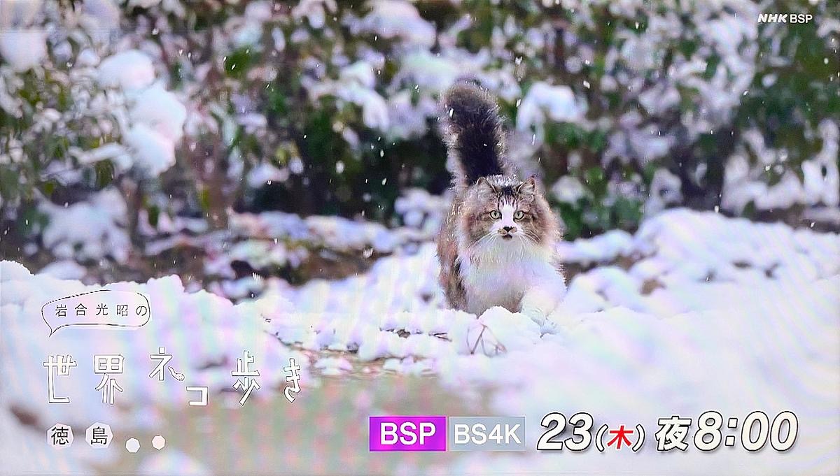 世界ネコ歩き_徳島_しずくの看板猫