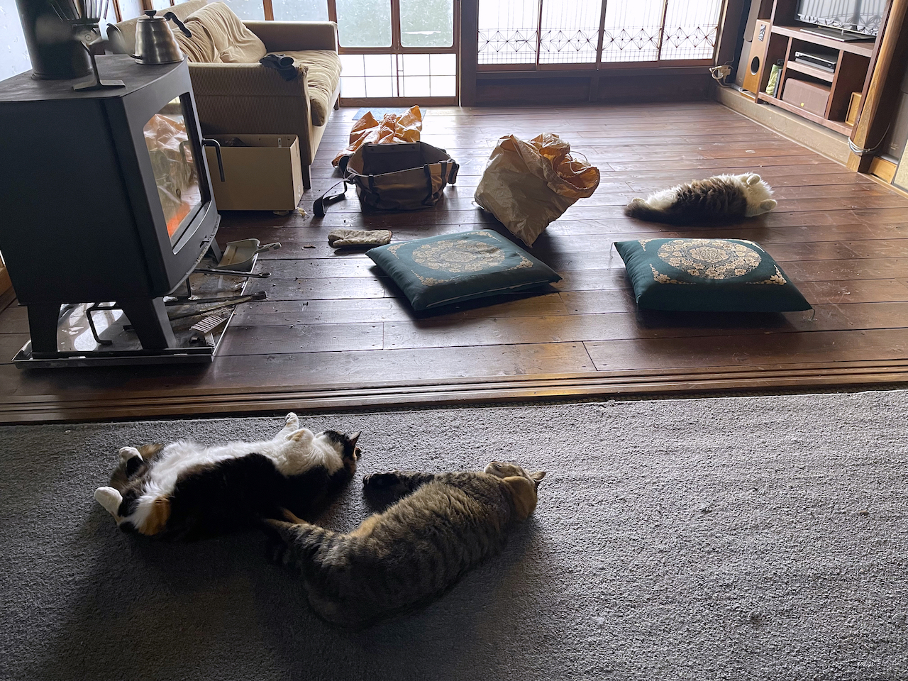岩合光昭の世界ネコ歩き__徳島_しずくの看板猫