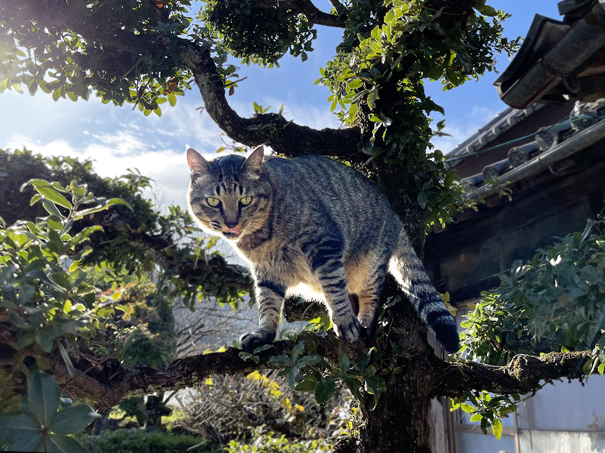 木登りする猫