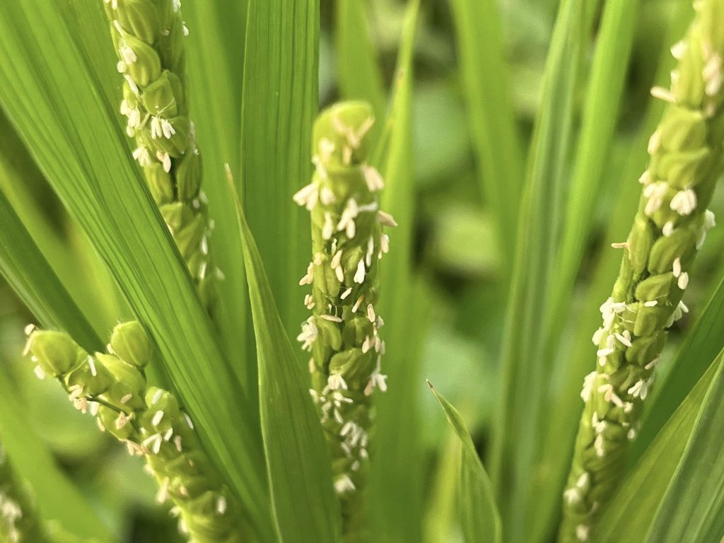 しずくの田んぼで咲く稲の花