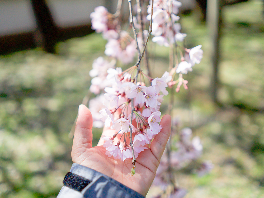 神山の桜