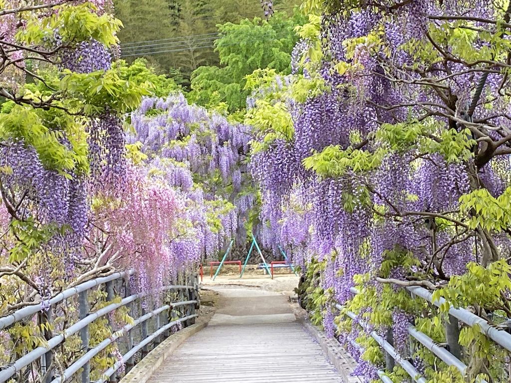 神山温泉横のふれあい橋は藤の花の名所