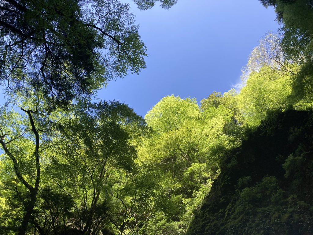 神山の森と空