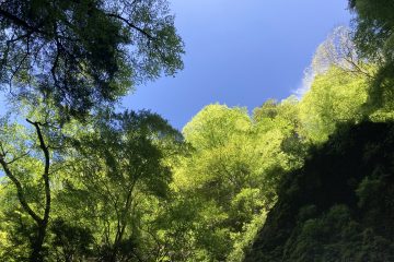 神山の森と空