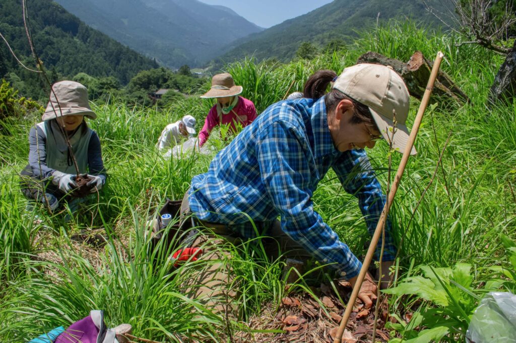 前回のWSで植樹した苗木を手入れする参加者