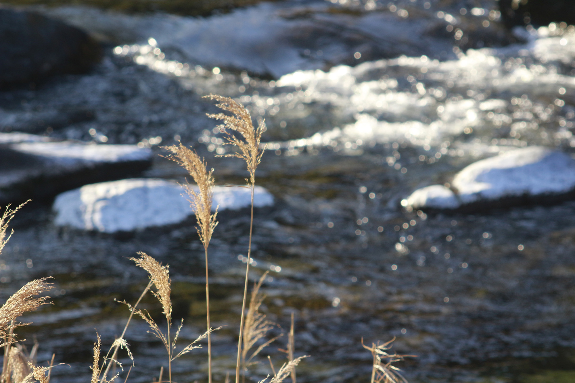 神山の冬の風景
