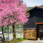 春の神山より。しずくストア営業再開のお知らせ(4/4〜)