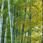 【なぜ今、竹を切るのか?】放置竹林のリアルを知り、里山と向き合う3日間 in 神山